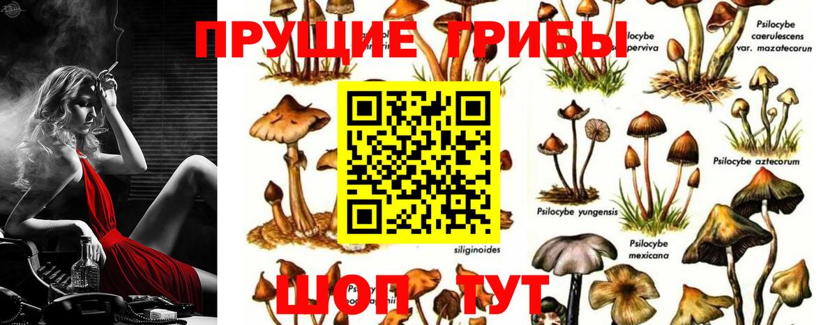 Галлюциногенные грибы Psilocybine cubensis  Вход с VPN  Кирово-Чепецк 